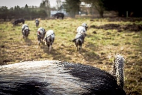 Birthesminde slow food.jpg