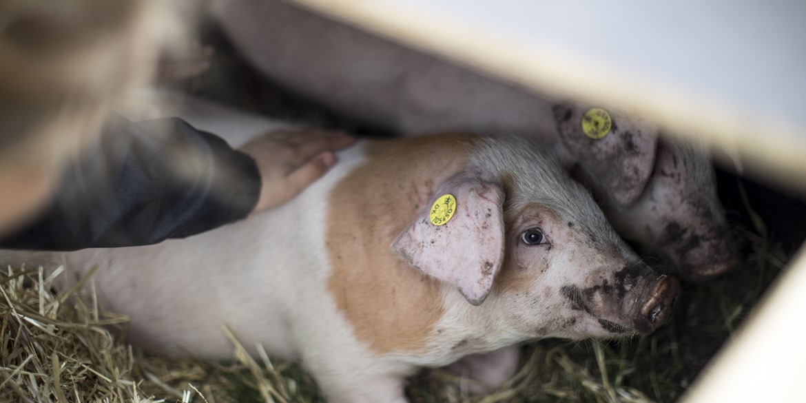 Snart er der frist for tilmelding til programmet for Madens Folkemøde